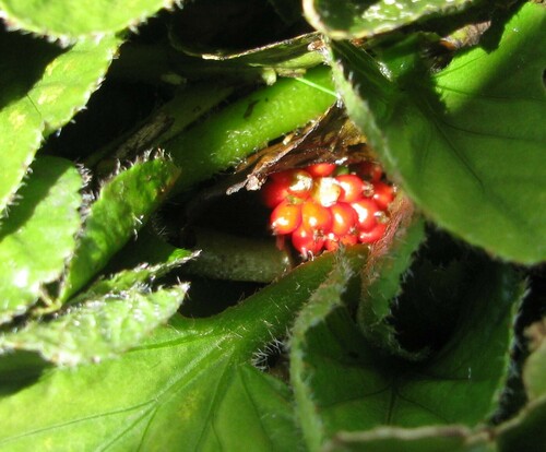 Gunnera cordifolia, photograph 3