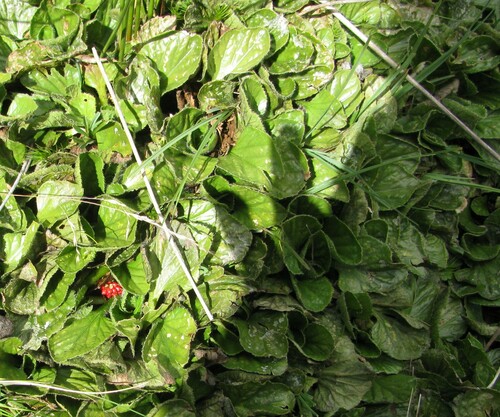 Gunnera cordifolia (Gunnera cordifolia)