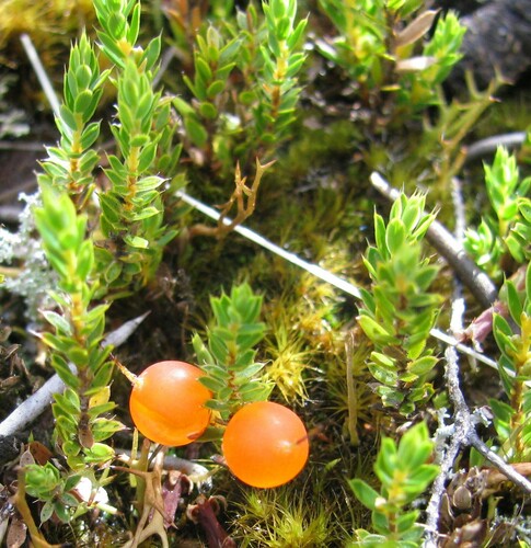 Cyathodes fraseri