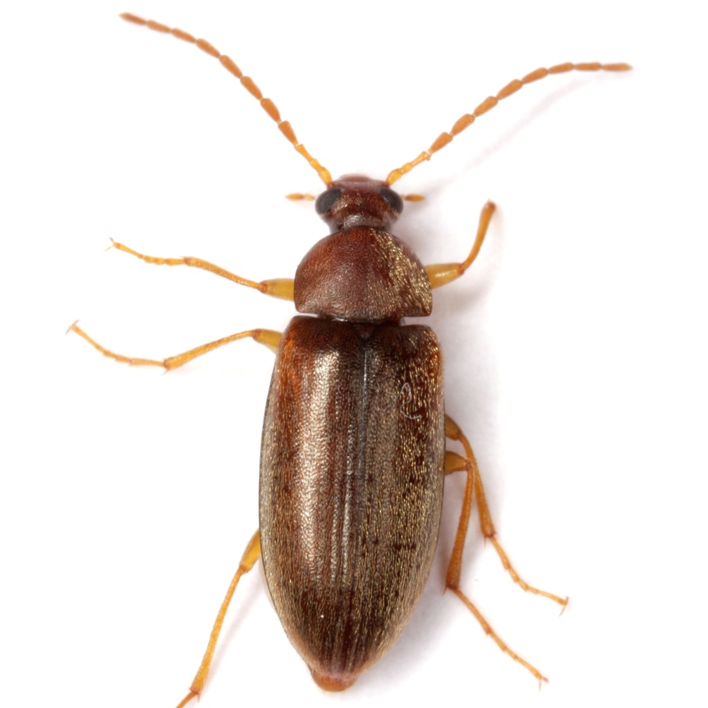 Isomira oblongula