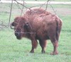Bison × Cattle Hybrid - Photo (c) Linda Jo Conn, some rights reserved (CC BY-NC), uploaded by Linda Jo Conn
