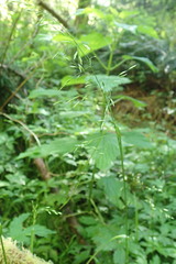 Poa kelloggii