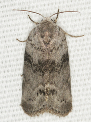 Polygrammate cadburyi