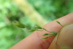 Poa kelloggii