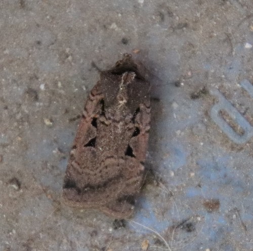 Parabagrotis insularis photo 3