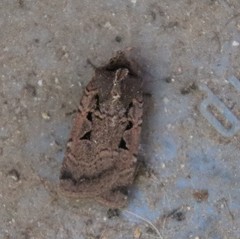 Parabagrotis insularis