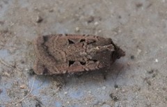 Parabagrotis insularis