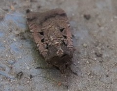 Parabagrotis insularis