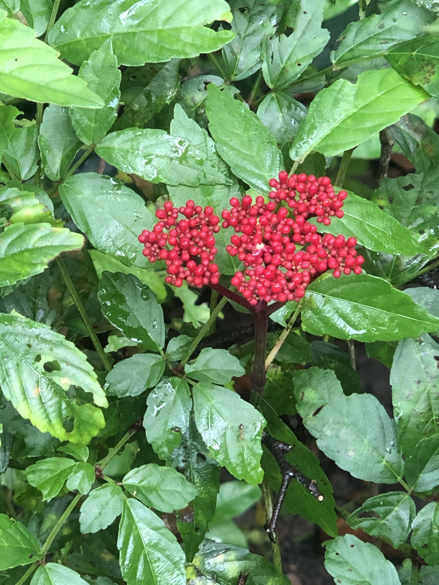 Imagem de Pau-de-sangue