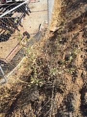 Helianthus gracilentus