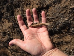 Helianthus gracilentus