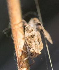 Dictyobia semivitrea