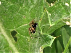 Oxyopes heterophthalmus