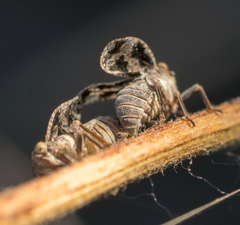 Dictyobia semivitrea