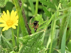 Oxyopes heterophthalmus