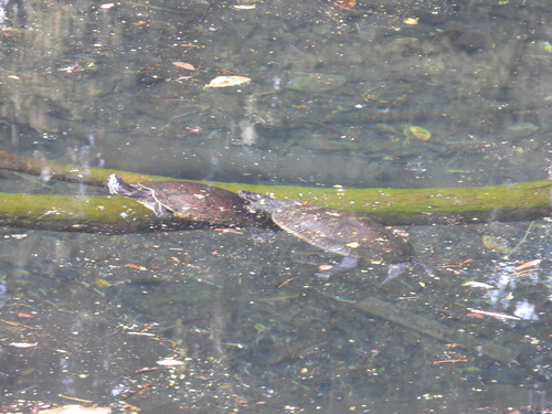 Mesoamerican Slider, Laguna Catemaco, 95876 Ver., Mexico, photo 10 of 10