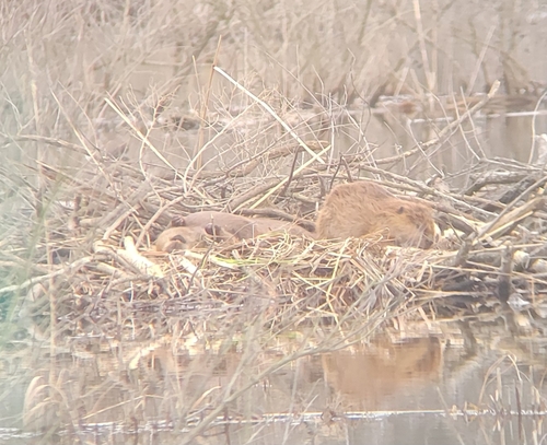 American Beaver photographed in Alabama