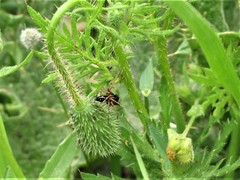Oxyopes heterophthalmus