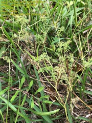 Scandix pecten-veneris