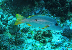 Lutjanus monostigma
