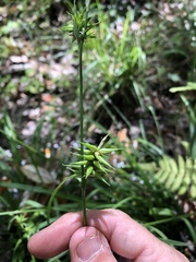 Carex lonchocarpa