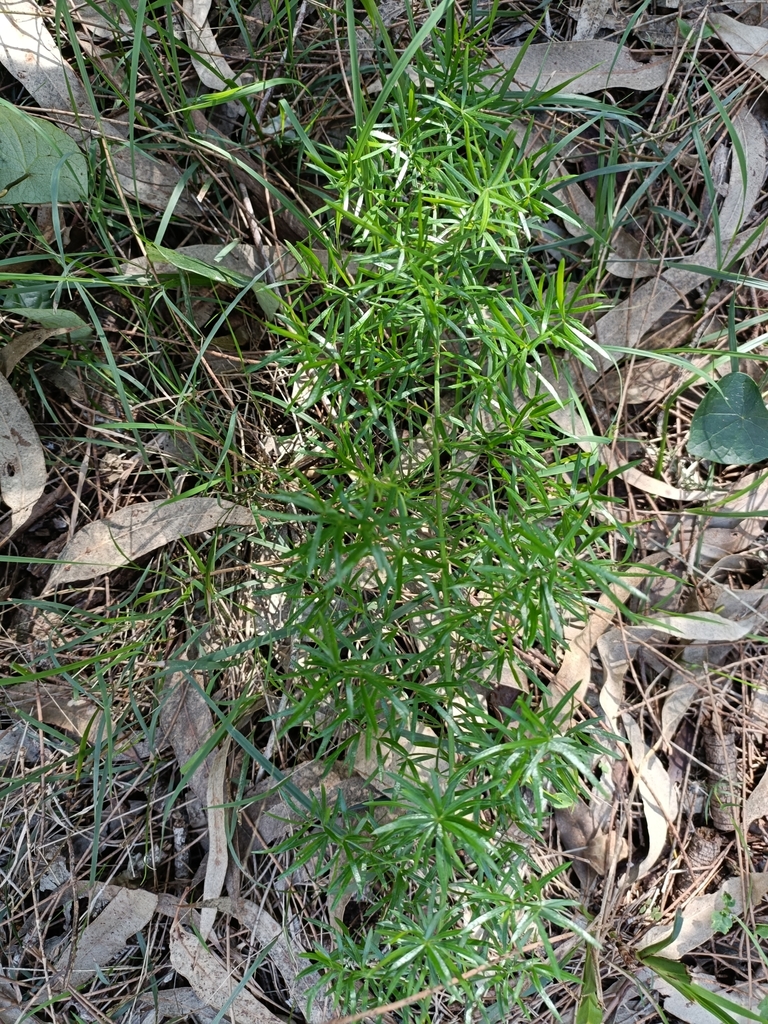 African Asparagus from Morisset NSW 2264, Australia on March 8, 2024 at ...