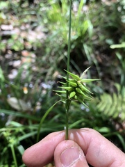 Carex lonchocarpa