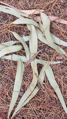 Image of Eucalyptus viminalis by (c) Kerry Paul, some rights reserved (CC BY)