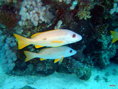 Lutjanus monostigma