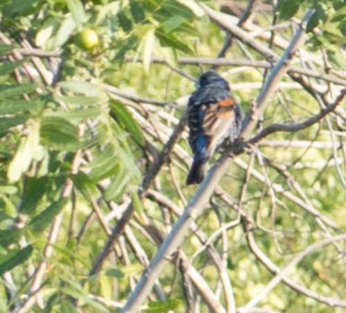 Passerina caerulea