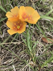 Linum berlandieri