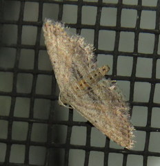 Araeopteron canescens