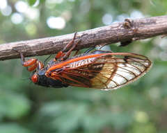 Magicicada cassinii