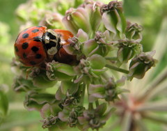 Harmonia axyridis