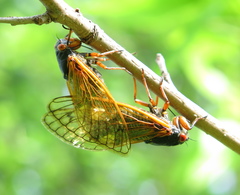 Magicicada cassinii