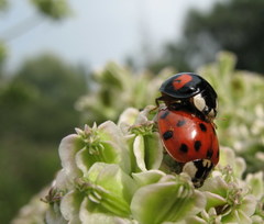 Harmonia axyridis