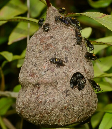 Brachygastra scutellaris image