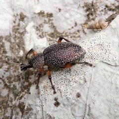 Otiorhynchus cardiniger
