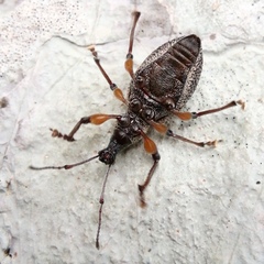 Otiorhynchus cardiniger