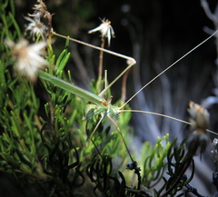 Arethaea brevicauda