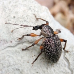 Otiorhynchus cardiniger