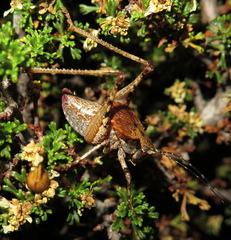 Neduba castanea
