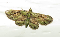 Gymnoscelis chlorobapta