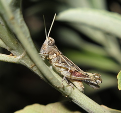 Eupnigodes sierranus