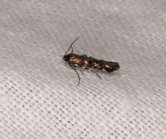 Stagmatophora argyrostrepta