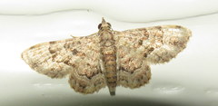 Gymnoscelis lophopus