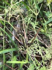 Scandix pecten-veneris