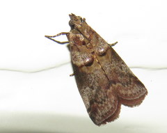 Conobathra hemichlaena