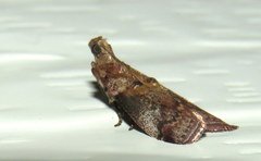 Conobathra hemichlaena