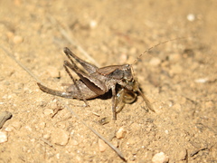 Aglaothorax morsei